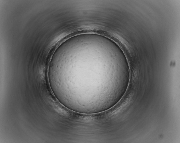 X0000096960778200802151235