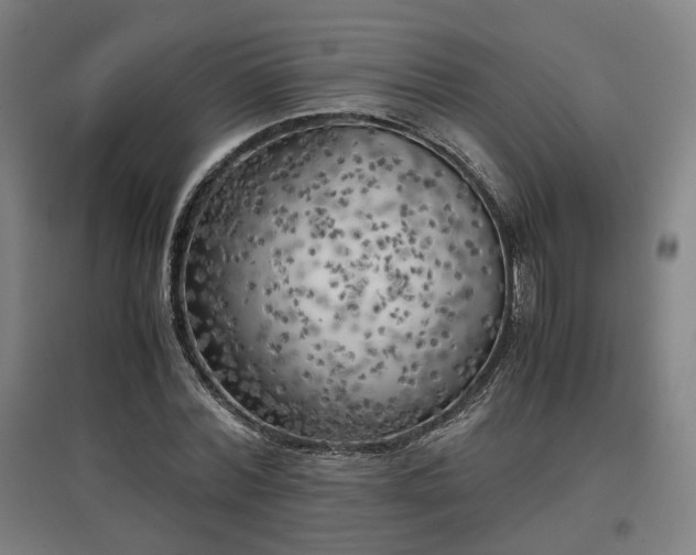 X0000096960780200802151235