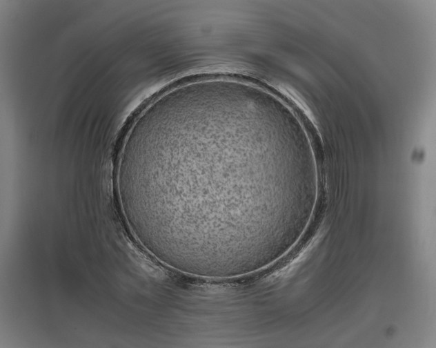 X0000096960781200802151235