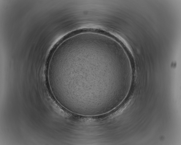 X0000096960783200802151235