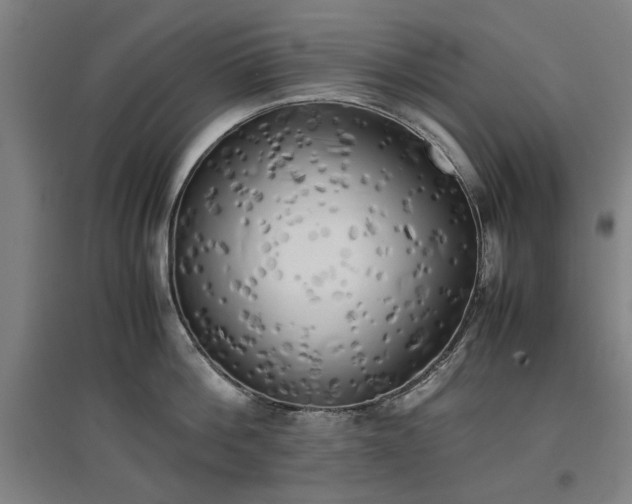 X0000096960812200802151234