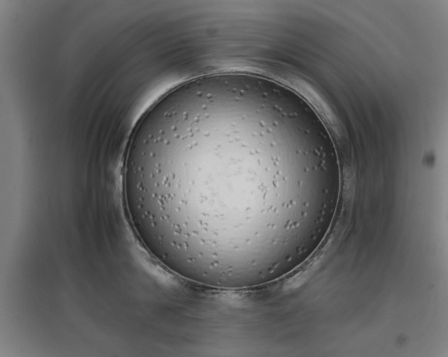 X0000096960814200802151234