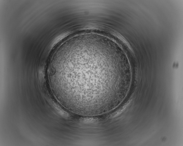 X0000096960826200802151234