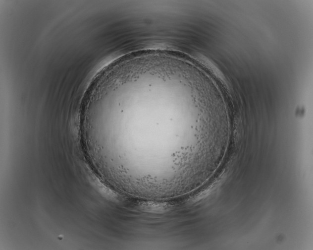 X0000096960831200802151234