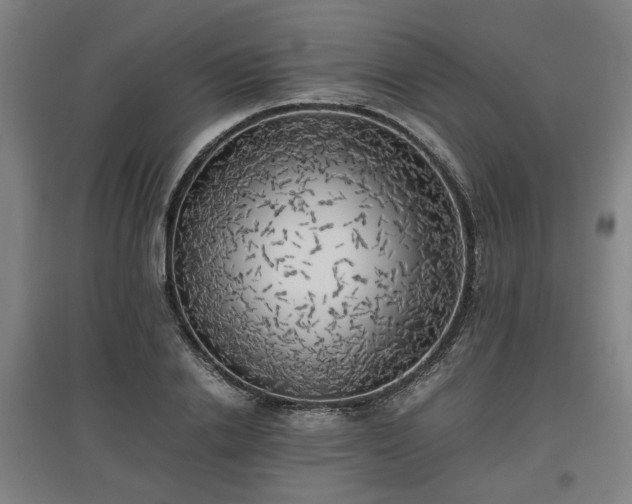 X0000096960838200802151234
