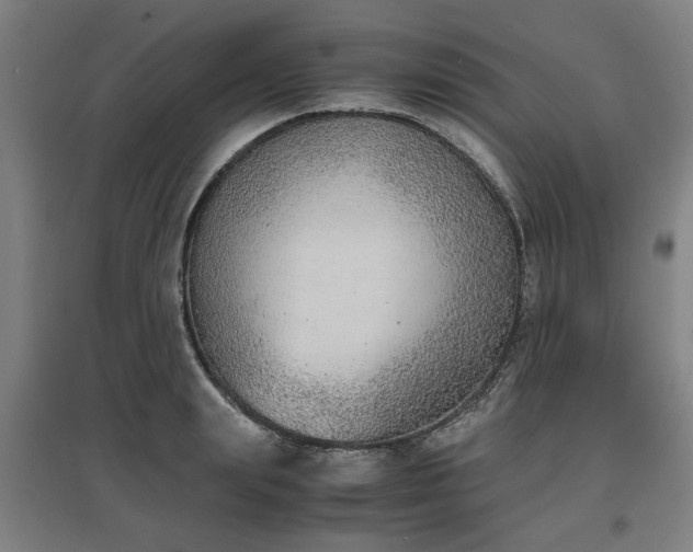 X0000096960847200802151234