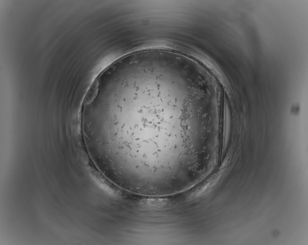X0000096960858200802151234