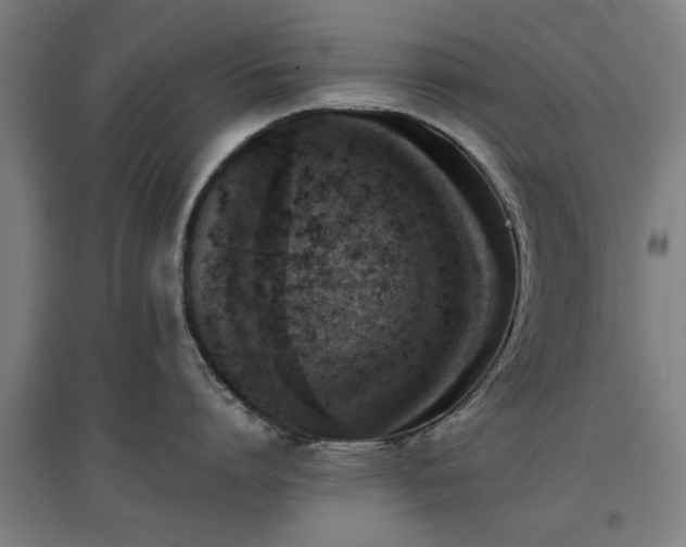 X0000096960864200802151234