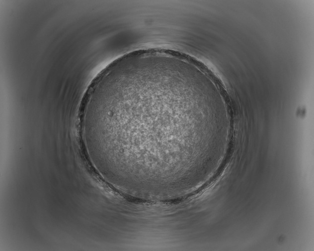 X0000096960879200802151233