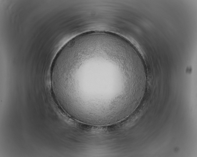 X0000096960887200802151233