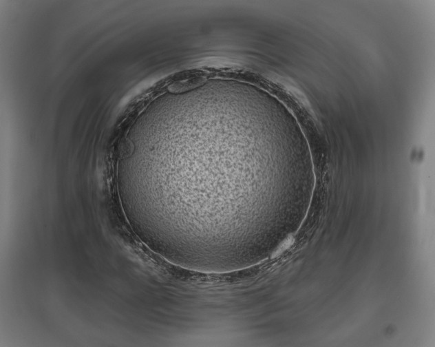 X0000096960920200802151232