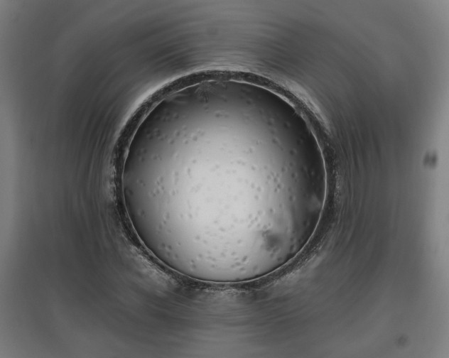 X0000096960926200802151232