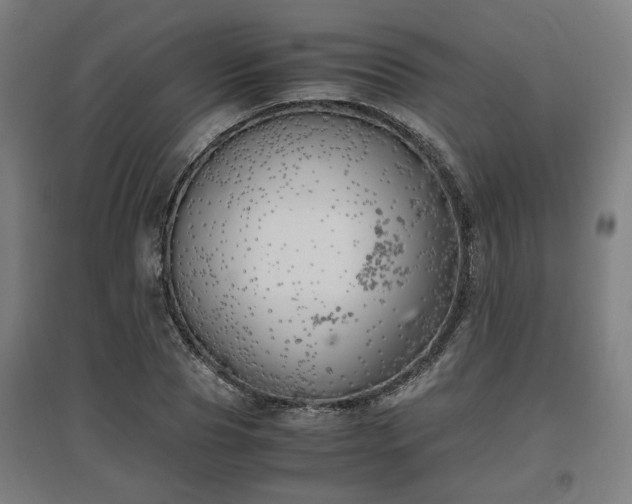 X0000096960929200802151232