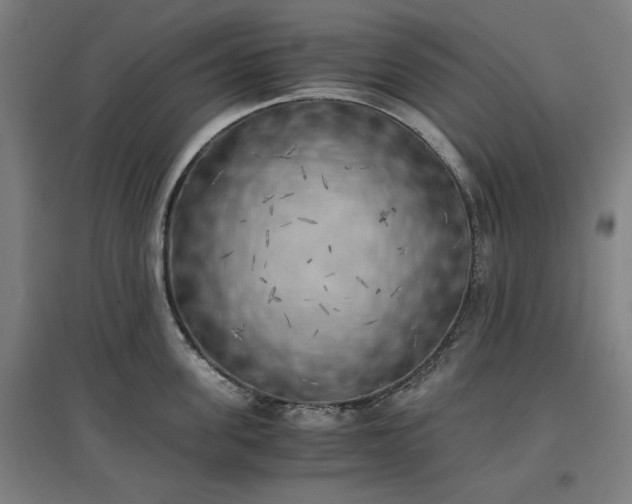 X0000096960955200802151233