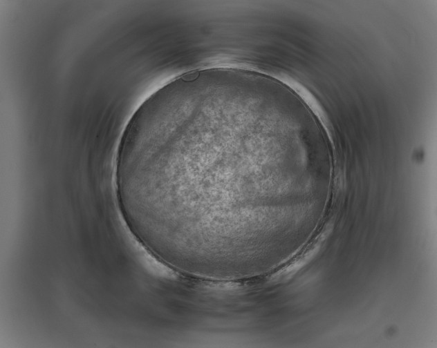 X0000096960957200802151233