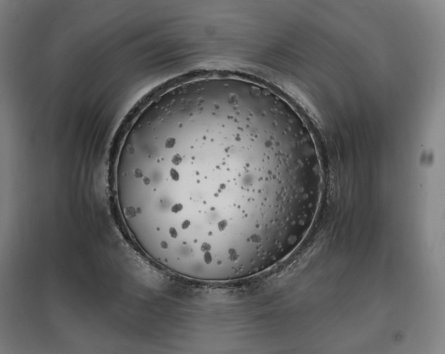 X0000096960976200802151232