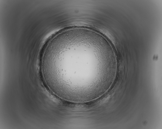 X0000096960979200802151232