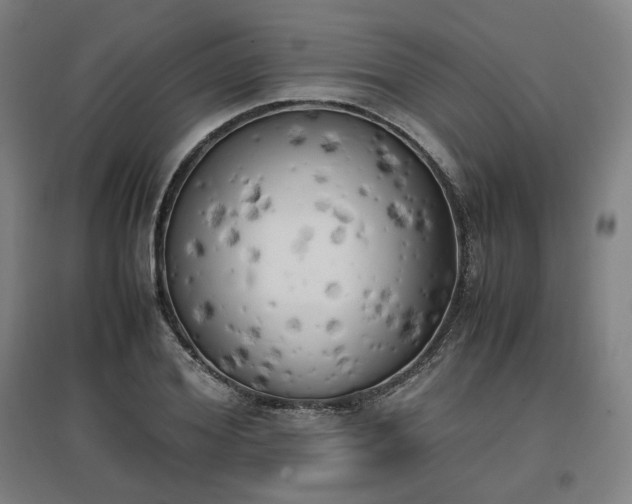 X0000096960980200802151232