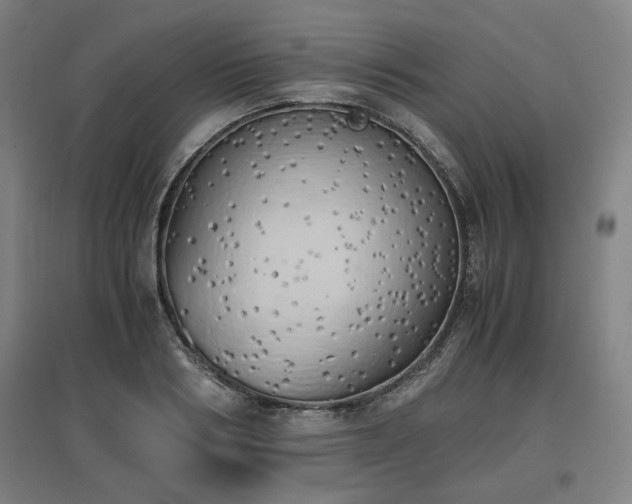 X0000096960986200802151232