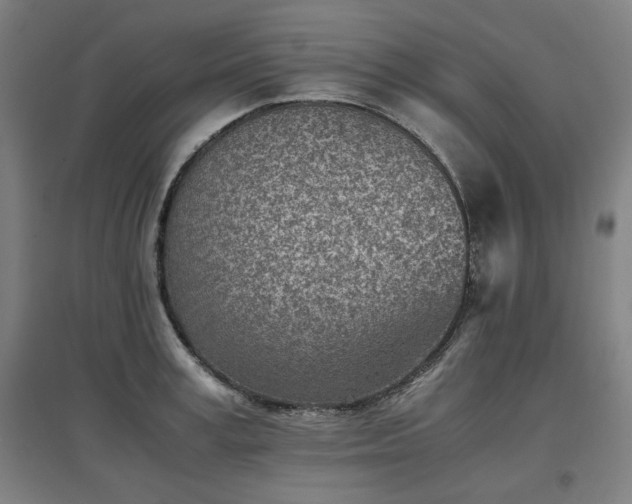 X0000096960995200802151231