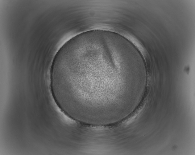 X0000096960999200802151231