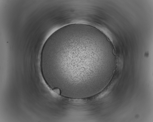 X0000096961007200802151231