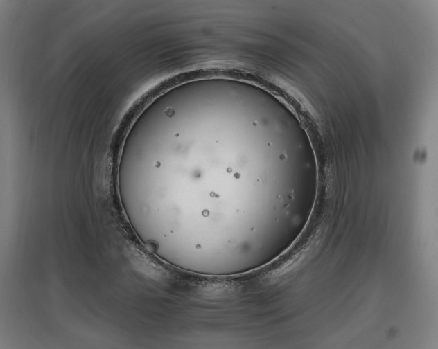 X0000096961021200802151231