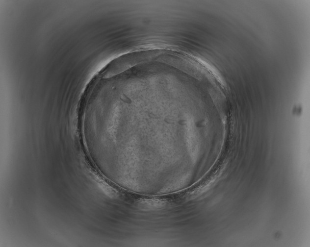 X0000096961023200802151231