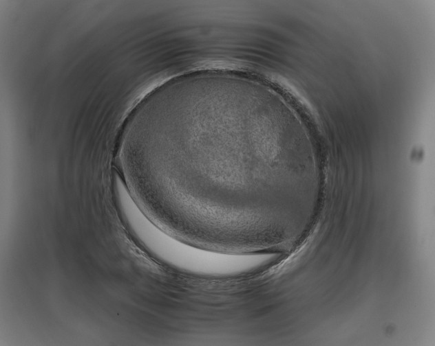 X0000096961025200802151231