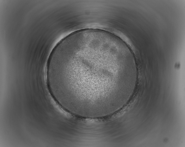 X0000096961032200802151231