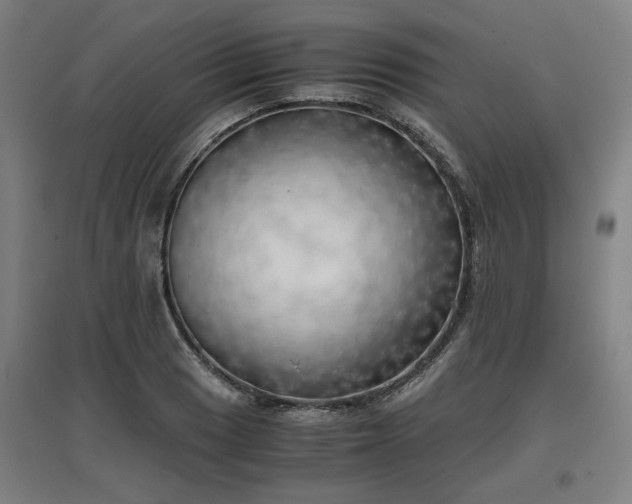 X0000096961033200802151231