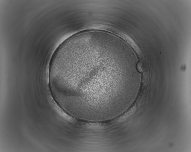 X0000096961036200802151231