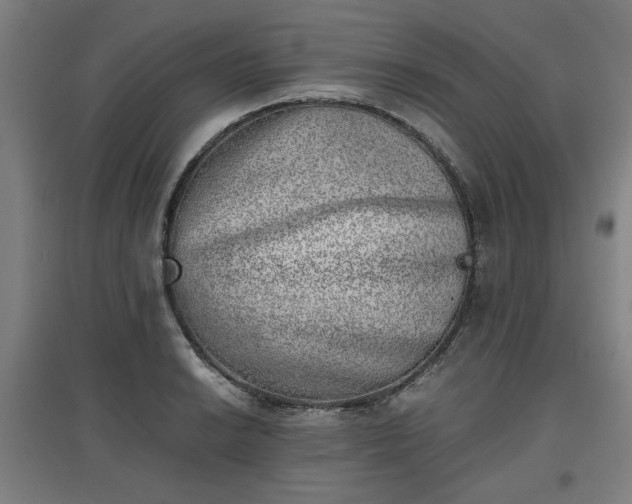 X0000096961038200802151231