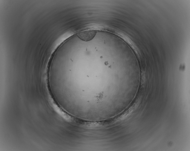 X0000096961042200802151231