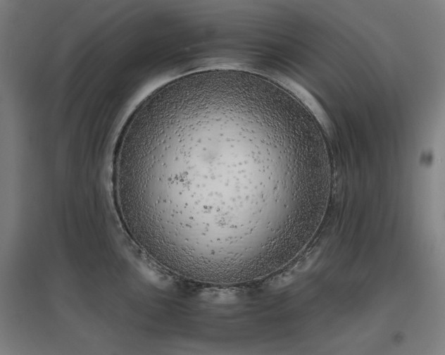 X0000096961051200802151231