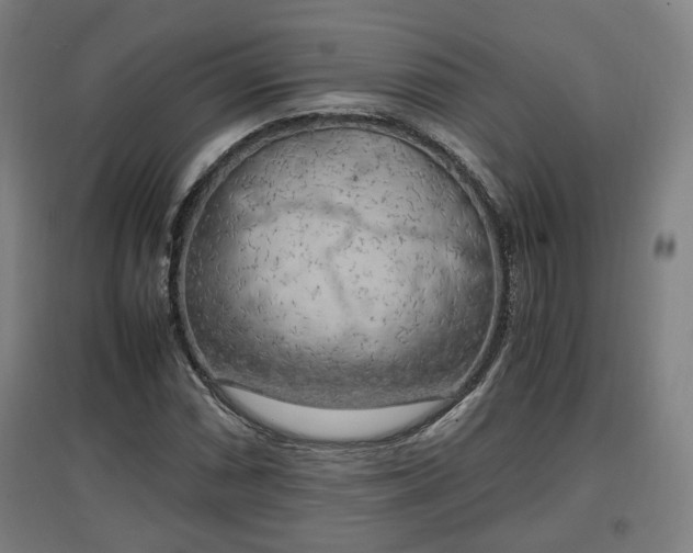 X0000096961066200802151230