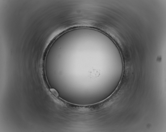 X0000096961085200802151230