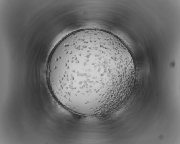 X0000096961094200802151230