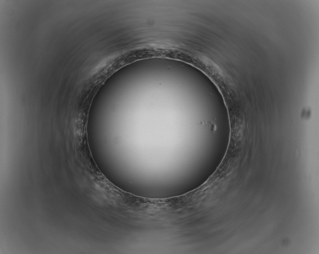 X0000096961110200802151229