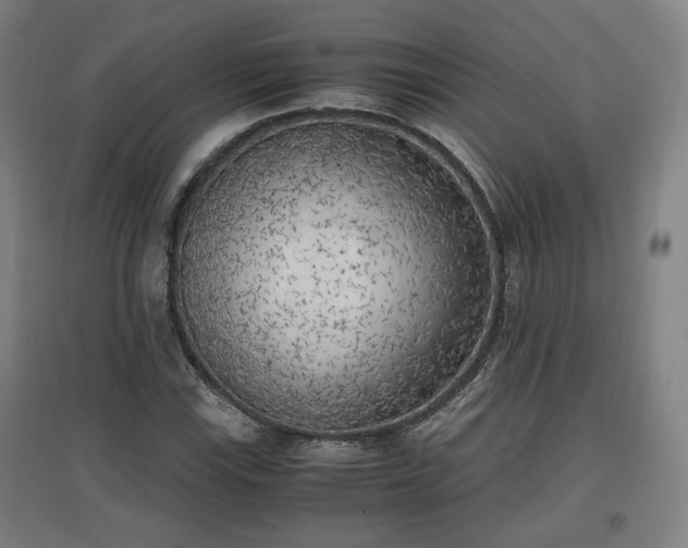 X0000096961115200802151229
