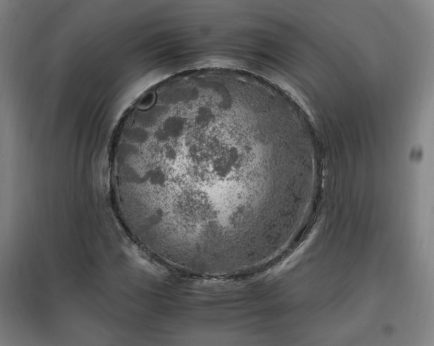 X0000096961117200802151229