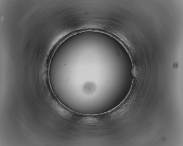 X0000096961119200802151229