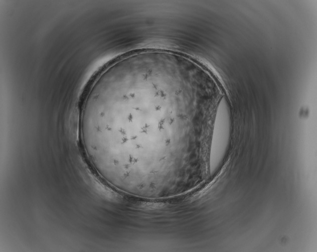 X0000096961123200802151229