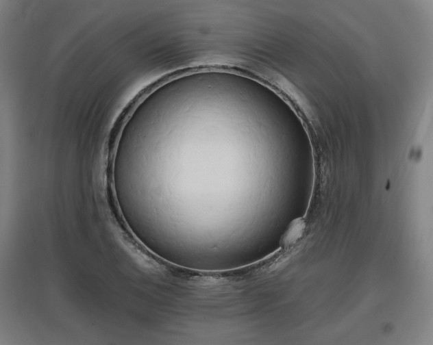 X0000096961124200802151229