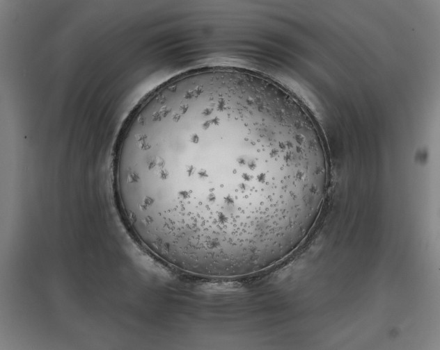 X0000096961133200802151229