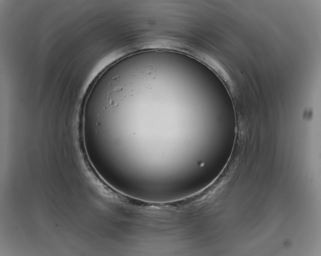 X0000096961138200802151229