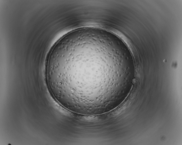 X0000096961147200802151230