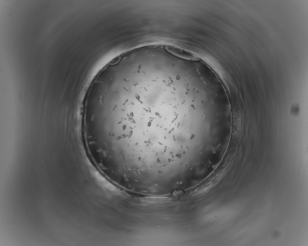 X0000096961151200802151230