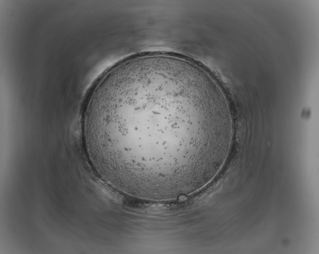 X0000096961167200802151229