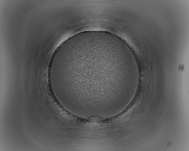 X0000096961173200802151229